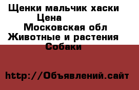 Щенки мальчик хаски › Цена ­ 5 000 - Московская обл. Животные и растения » Собаки   
